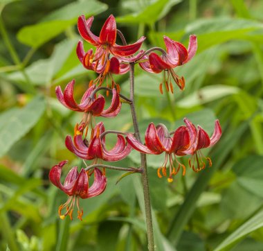 Martagon ya da Türk zambağı, Lilium Martagon 'Claude Shride bahçedeki bulanık arka planda