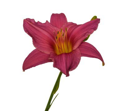 Beyaz zemin izolasyonu üzerine pembe hemerocallis (gündüz) Sammer şarabı.