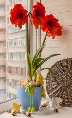 Çiçekli kırmızı Hippeastrum, Paskalya tavşanları ve pencerede yumurtalar