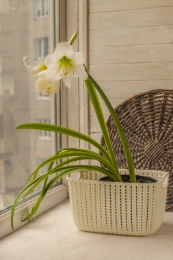 Arka planda beyaz hippeastrum (amaryllis) çiçeği