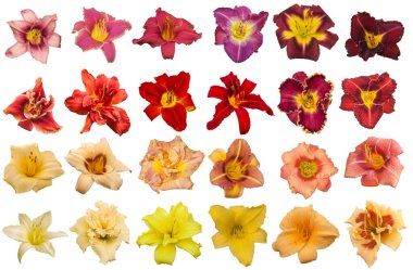 Beyaz arka planda bir demet günlük çiçek izole edilmiş. Düz yatıyordu