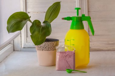 Saksı bitkilerini beslemek için konsantrasyondan gübre hazırlanması. Kavram