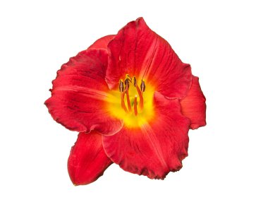 Çiçek açan Hemerocallis Siloam Paul Watts bahçede yeşil boğazlı kırmızı benlik. Düz yatıyordu.