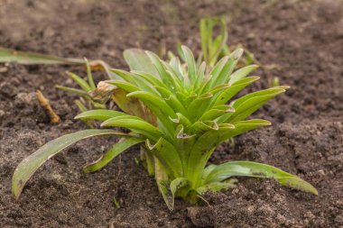 Yaprakların gülü Lilium candidum veya baharın başlarında bahçede Madonna zambağı