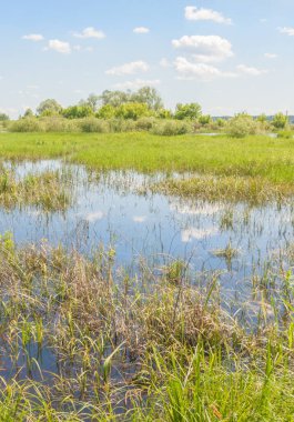 Polesie 'de küçük bir nehrin vadisindeki sel çayırını güneşli bir bahar günü.