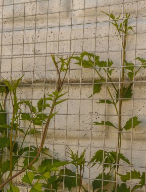 Çitin yanındaki kampüs sürüngeni için temel. Sürüngenlerin genç bahar çiçekleri.