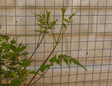 Çitin yanındaki kampüs sürüngeni için temel. Sürüngenlerin genç bahar çiçekleri.