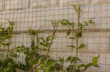 Çitin yanındaki kampüs sürüngeni için temel. Sürüngenlerin genç bahar çiçekleri.