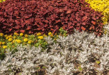 Cineraria 'nın çiçek tarhı, kadife çiçekleri ve Coleus parkta. Bitkilerin dekoratif yapraklarının renk kombinasyonu