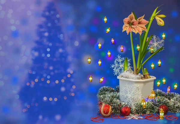 圣诞背景下盛开的Amaryllis嬉皮士蝴蝶群 浪花之星 — 图库照片