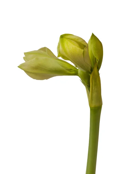 바탕에 Hippeastrum 일리스 Hippeastrum 의떠오르는 꽃봉오리의 — 스톡 사진