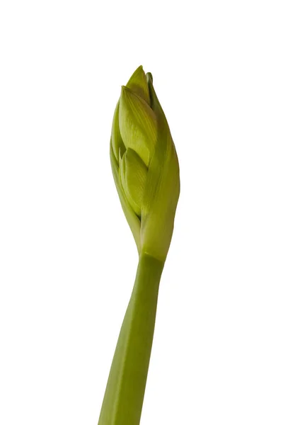 Close Emerging Bud Amaryllis Hippeastrum Double Galaxy Group White Background — Stock Photo, Image