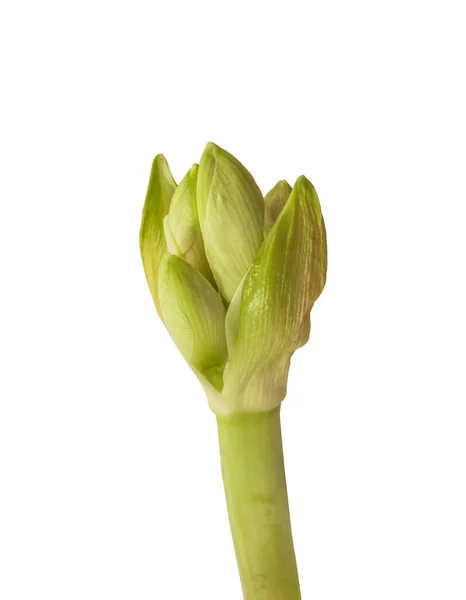 Close Emerging Bud Amaryllis Hippeastrum Galaxy Group White Background Isolated — Stock Photo, Image