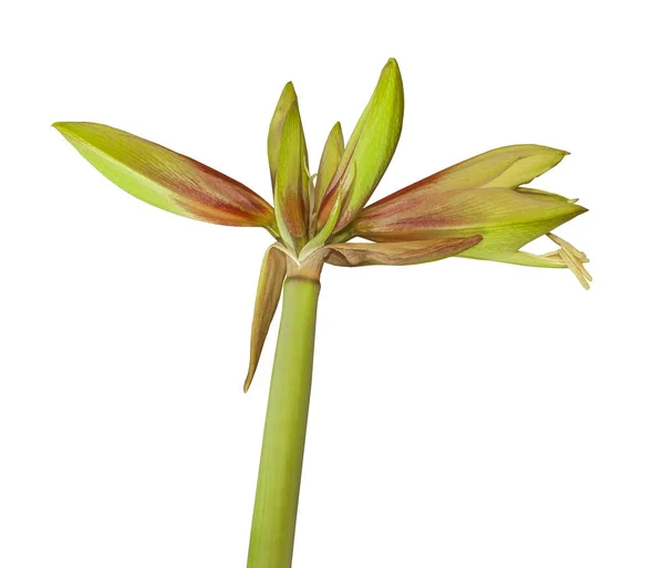 Bud Green Blooming Hippeastrum Amaryllis Gruppo Ragno Amazone Selvatico Uno — Foto Stock