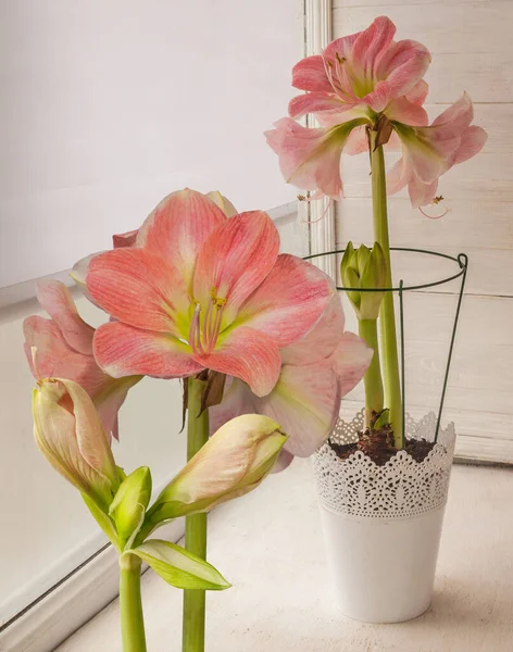 Blommande Rosa Flodhäst Amaryllis Galaxy Group Rosalia Vit Kruka Fönstret — Stockfoto