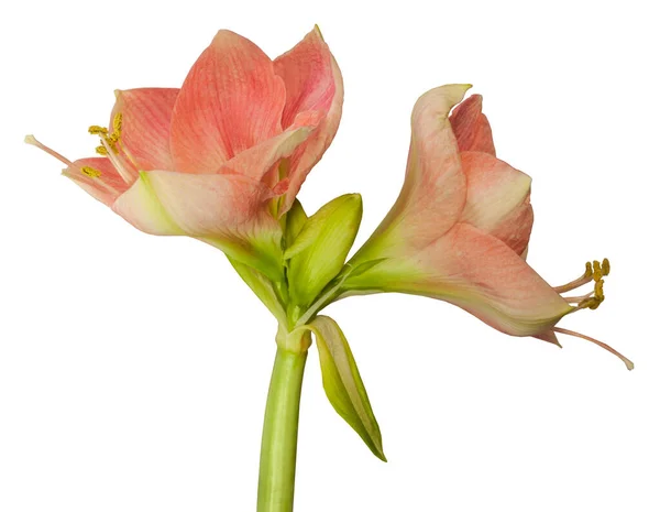 Large Flowered Variety Galaxy Group Hippeastrum Amaryllis Simple Flowers Pale — Stock Photo, Image