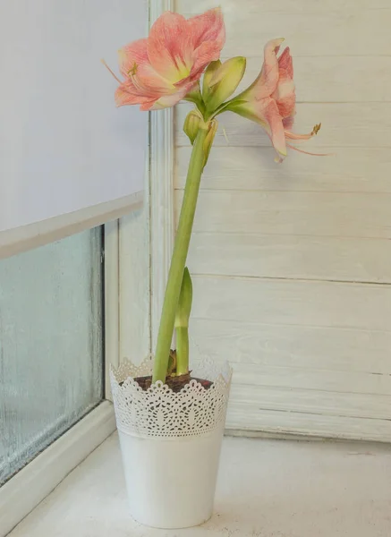 Bloeiende Roze Hippeastrum Amaryllis Galaxy Group Rosalia Een Witte Pot — Stockfoto