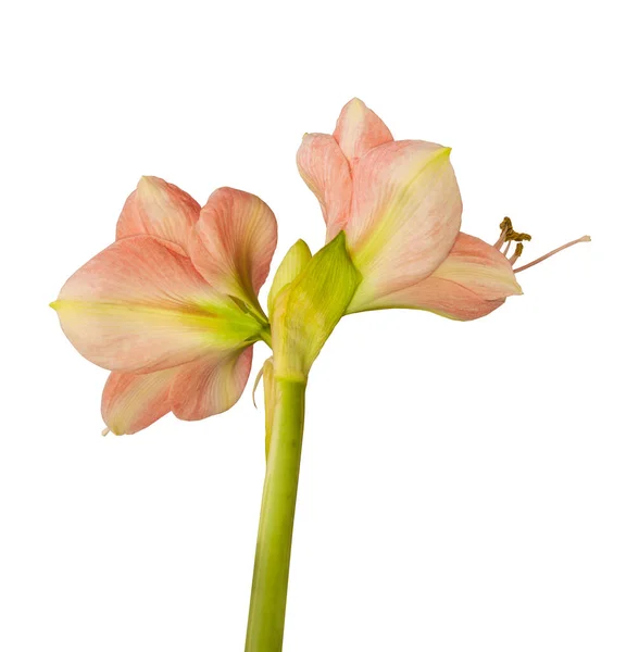 Large Flowered Variety Galaxy Group Hippeastrum Amaryllis Simple Flowers Pale — Stock Photo, Image