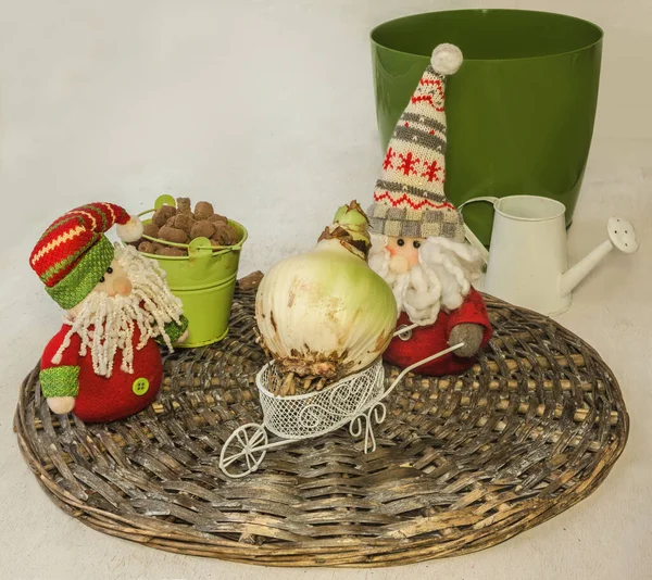 Two Toy Gnomes Mass Produced Hippeastrum Bulb Amaryllis Wheelbarrow Concept — Stock Photo, Image