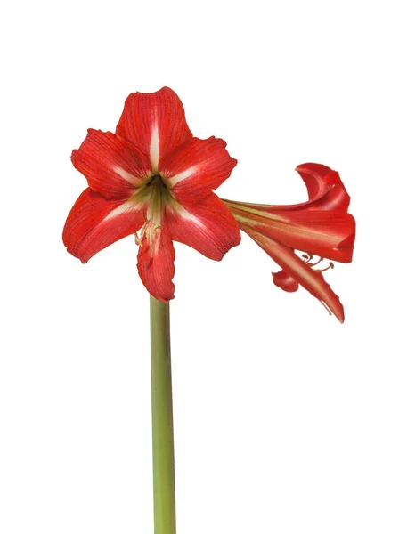 Blooming Sonatini Amaryllis Hippeastrum Balentino White Background Isolated — Stock Photo, Image