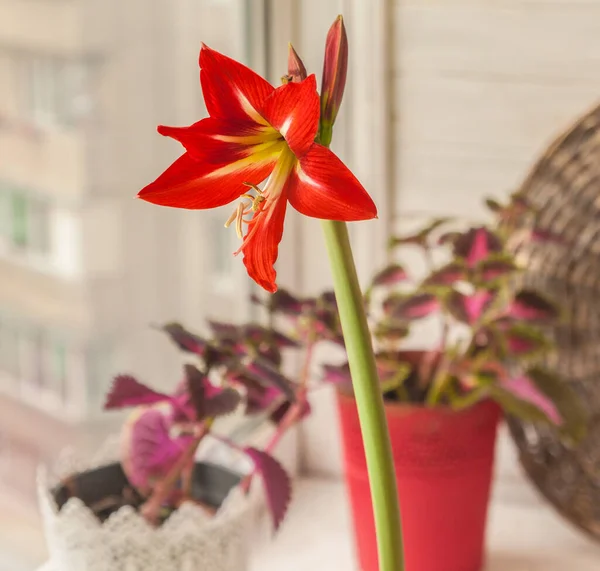 Fioritura Sonatini Amaryllis Hippeastrum Balentino Sulla Finestra Sullo Sfondo Coleus — Foto Stock