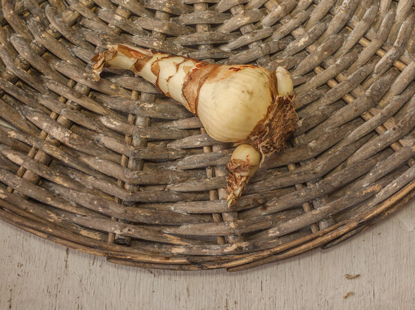 Bulb of miniature or Solanini  hippeastrum (amaryllis)  on wicker circle. Flat lay