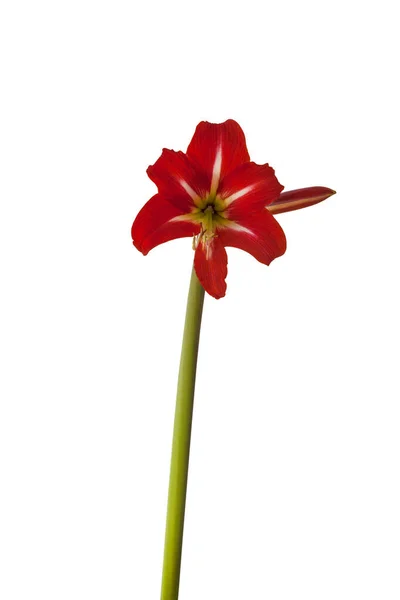 Close Van Opkomende Knop Van Sonatini Amaryllis Hippeastrum Balentino Witte — Stockfoto