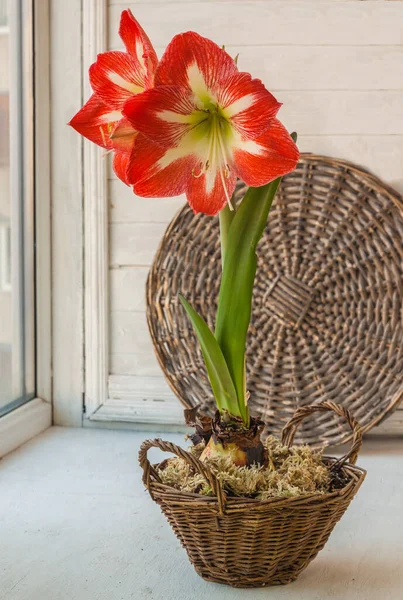 Blooming Amaryllis Hippeastrum Galaxy Group Minerva Cesta Janela — Fotografia de Stock