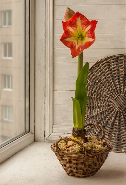 Blooming Amaryllis Hippeastrum Galaxy Group Minerva Basket Window — Stock Photo, Image