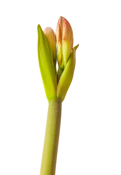 Detailní Záběr Vznikajícího Pupenu Amaryllis Hippeastrum Galaxy Group Minerva Bílém — Stock fotografie