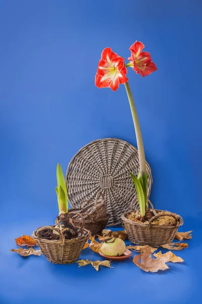 Blühendes Hippeastrum Amaryllis Minerva Einem Korb Und Abgefallene Blätter Auf — Stockfoto