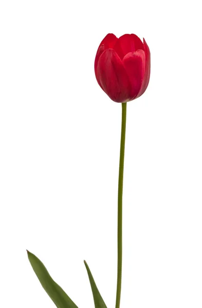 Цвітіння Малинового Тюльпана Простого Пізнього Білому Тлі Ізольовано — стокове фото