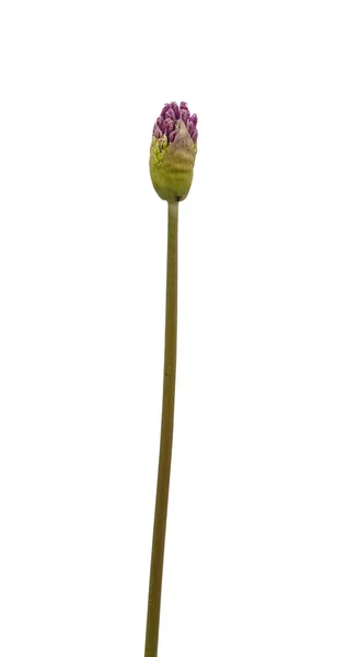 Blütenstand Allium Aflatunense Dekorative Schleife Auf Weißem Hintergrund Isoliert — Stockfoto