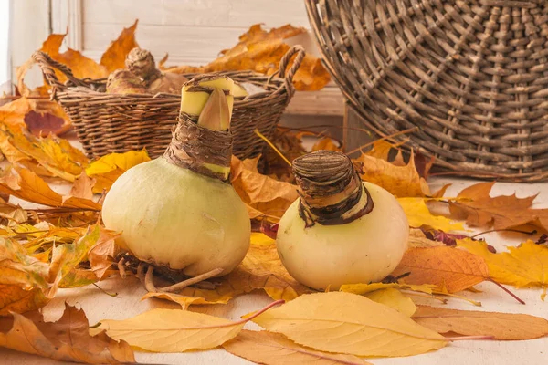 Två Flodhästar Amaryllis Lökar Med Blomma Pil Gula Blad Nära — Stockfoto