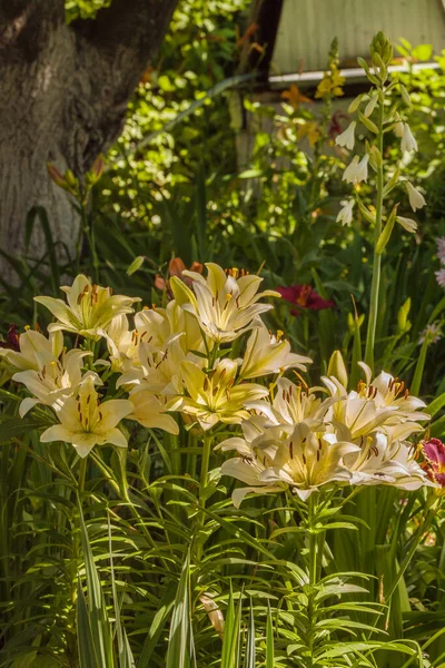 Florecimiento Híbridos Lilium Dante Macizos Flores Jardín Verano —  Fotos de Stock