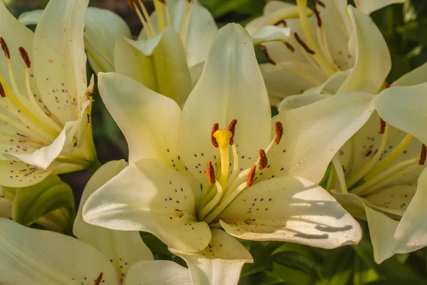 Blooming Híbridos Lilium Camas Jardim Verão — Fotografia de Stock