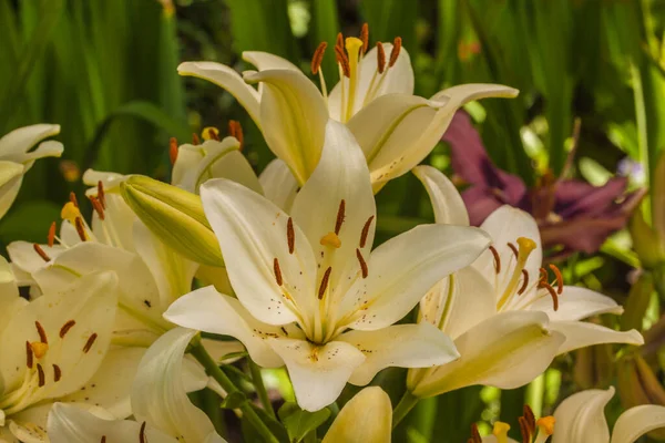 Blommande Hybrider Lilium Dante Rabatter Sommarträdgården — Stockfoto