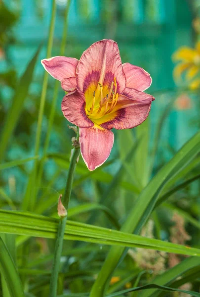 Kvetoucí Růžová Denní Lilie Purple Bicolor Rozmazaném Pozadí Gartenu Květina — Stock fotografie