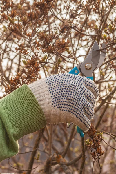 Mãos Jardineiro Cortam Inflorescências Secas Lilases — Fotografia de Stock