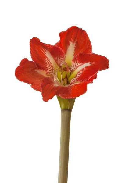 Bloom Amaryllis Hippeastrum Minerva White Background Isolated — Stock Photo, Image