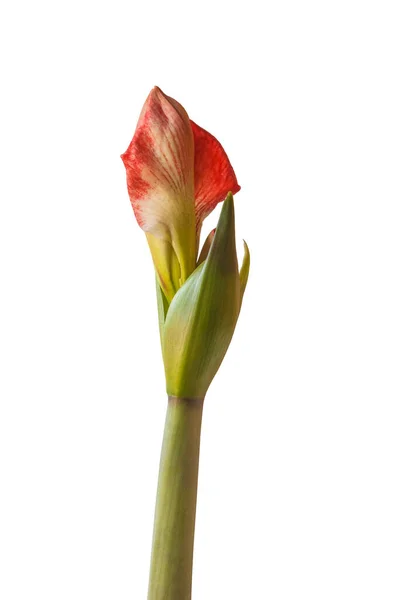 Close Emerging Bud Amaryllis Hippeastrum Mambo White Background Isolated — Stock Photo, Image