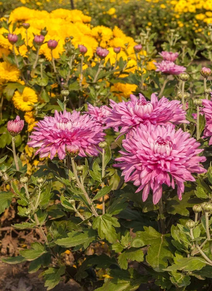 Blommande Chrysanthemum Koreanum Synonymt Chrysanthemum Hortorum Bailey Chrysanthemum Garden Kiev — Stockfoto