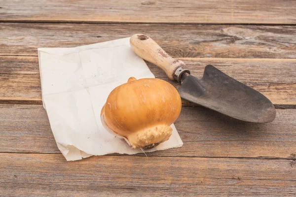 Bulb Allium Hollandicum Eller Allium Globemaster Och Trädgårdsspade Ett Bord — Stockfoto