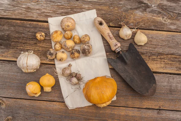 Zwiebeln Verschiedener Arten Von Dekorativem Allium Und Gartenschaufel Auf Einer — Stockfoto