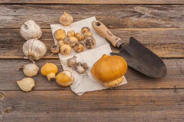 Cibule Různých Typů Dekorativního Oxidu Hlinitého Zahradní Lopaty Stolní Pohled — Stock fotografie