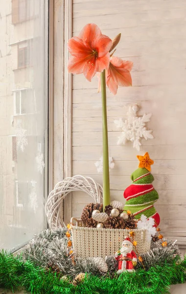 Rosa Hippeastrum Rilona Una Cesta Ventana Junto Una Decoración Navidad — Foto de Stock