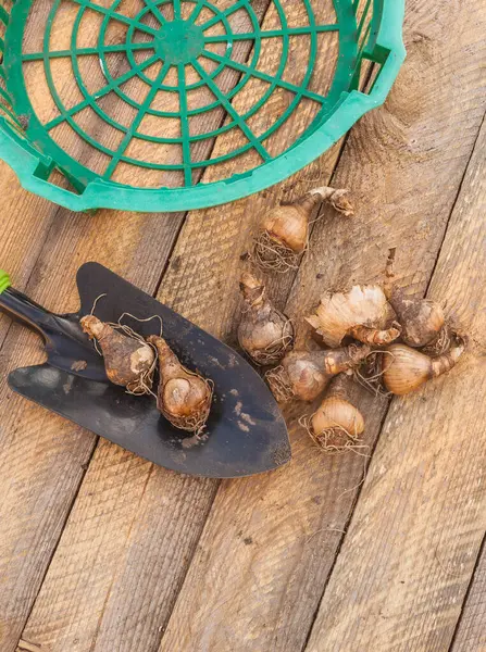 Leucojum Aestivum Aestivum Oder Sommerschneeflocke Oder Loddon Lilie Auf Einem — Stockfoto