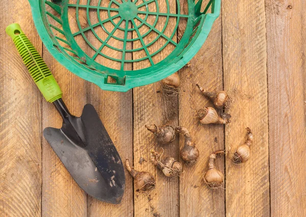 Leucojum Aestivum Aestivum Zomersneeuwvlok Loddon Lelie Een Tafel Voor Het — Stockfoto