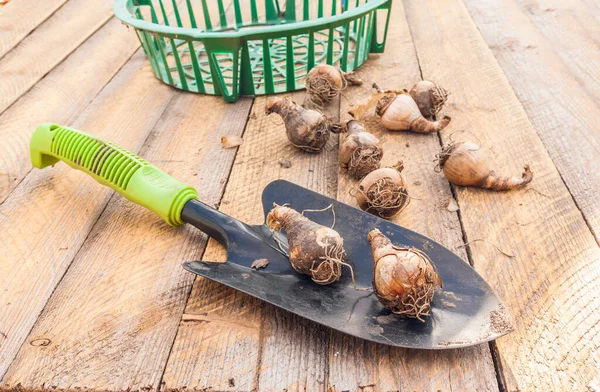 Leucojum Aestivum Aestivum Zomersneeuwvlok Loddon Lelie Een Tafel Voor Het — Stockfoto