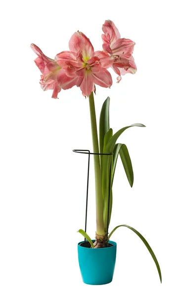 Pink Hippeastrum Double Galaxy Group Rozetta Maceta Azul Sobre Fondo — Foto de Stock